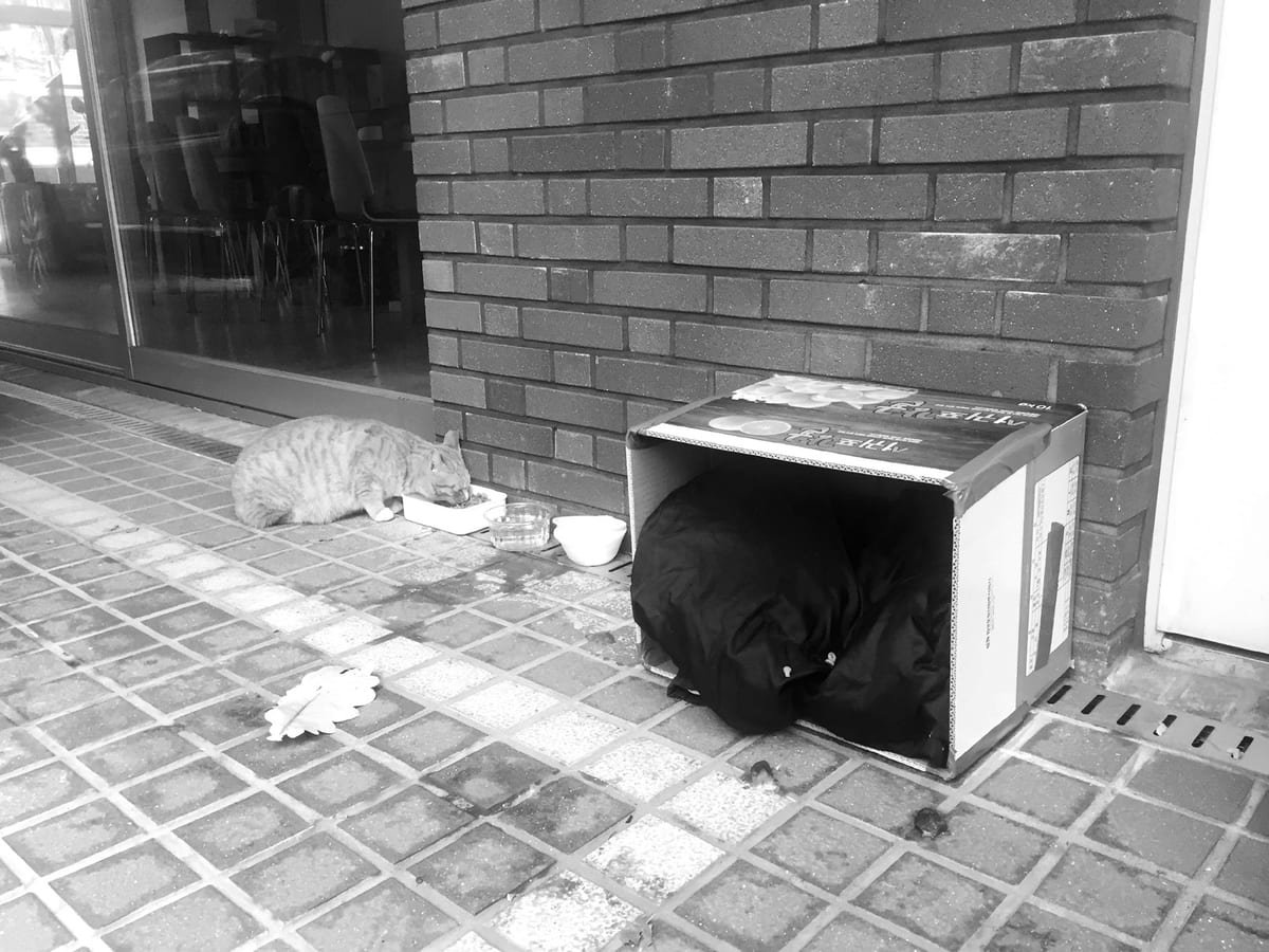 상담소 주차장 언저리의 동네고양이들